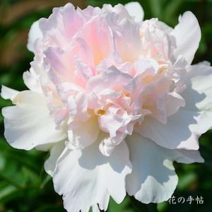 シャクヤク　ハルノニジ（春の虹）｜花の手帖の芍薬図鑑