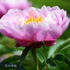 シャクヤク　ハルノユメ（春の夢）｜花の手帖の芍薬図鑑