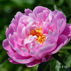 シャクヤク　ハルノユメ（春の夢）｜花の手帖の芍薬図鑑