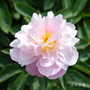 シャクヤク　ハツザクラ（初桜）｜花の手帖の芍薬図鑑