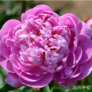 シャクヤク　インレイカ（陰麗華）｜花の手帖の芍薬図鑑