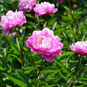 シャクヤク　ジンビ（じん美）｜花の手帖の芍薬図鑑