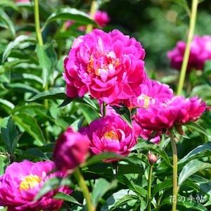 シャクヤク　ジンジツノタノシミ（じん日の楽）｜花の手帖の芍薬図鑑