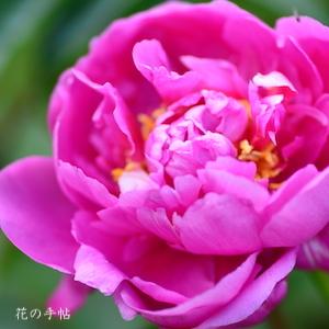 シャクヤク　カガリビ（篝火）｜花の手帖の芍薬図鑑