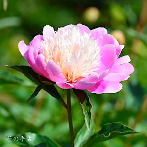 シャクヤク　キケンジョウ（喜見城）｜花の手帖の芍薬図鑑