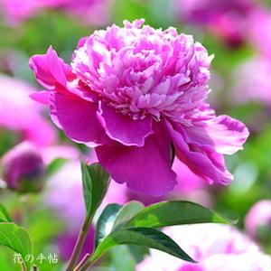 シャクヤク　｜花の手帖の芍薬図鑑