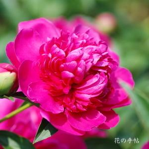 シャクヤク　コウガ（紅河）｜花の手帖の芍薬図鑑