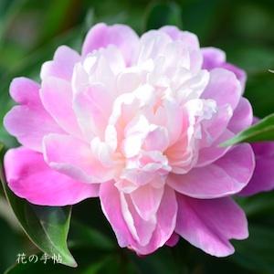 シャクヤク　ムソウエン（無双艶）｜花の手帖の芍薬図鑑