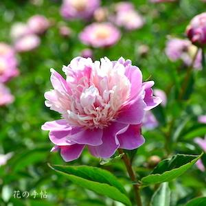 シャクヤク　｜花の手帖の芍薬図鑑