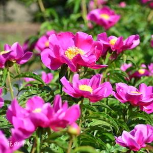 シャクヤク　オオハナイカダ｜花の手帖の芍薬図鑑