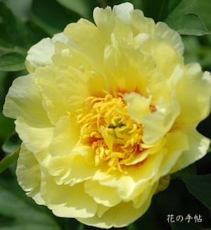 シャクヤク　｜花の手帖の芍薬図鑑