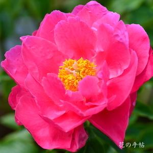 シャクヤク　ポーラフェイ｜花の手帖の芍薬図鑑
