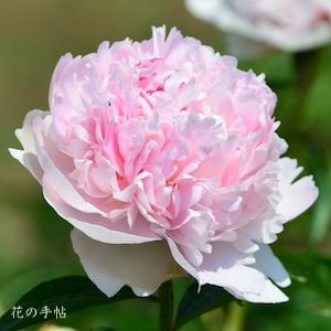 シャクヤク　レインボー｜花の手帖の芍薬図鑑