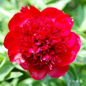 シャクヤク　レッド チャーム（Red Charm）｜花の手帖の芍薬図鑑