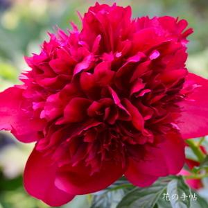 シャクヤク　レッド チャーム（Red Charm）｜花の手帖の芍薬図鑑