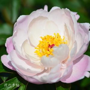 シャクヤク　リンブ（輪舞）｜花の手帖の芍薬図鑑