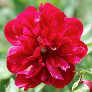 シャクヤク　ルブラ プラナ（Rubra Plena）｜花の手帖の芍薬図鑑