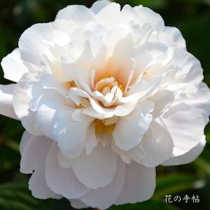 シャクヤク　サイジョノコロモ（采女の衣）｜花の手帖の芍薬図鑑