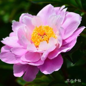 シャクヤク　サイウンヒ（彩雲飛）｜花の手帖の芍薬図鑑