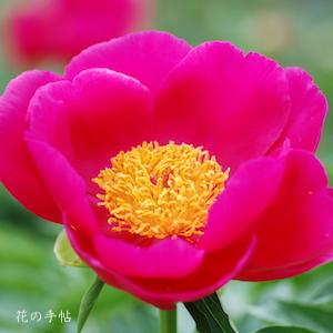 シャクヤク　スカーレット オハラ（Scarlet O'hara）｜花の手帖の芍薬図鑑