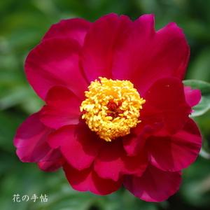 シャクヤク　タクミノイロ（巧の色）｜花の手帖の芍薬図鑑