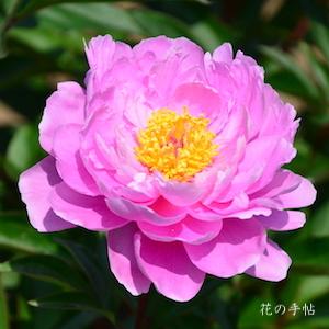シャクヤク　タマボタン（玉牡丹）｜花の手帖の芍薬図鑑