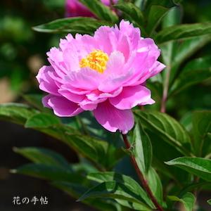 シャクヤク　タマボタン（玉牡丹）｜花の手帖の芍薬図鑑