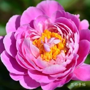 タマナワノホコリ（玉縄の誇）シャクヤク　｜花の手帖の芍薬図鑑
