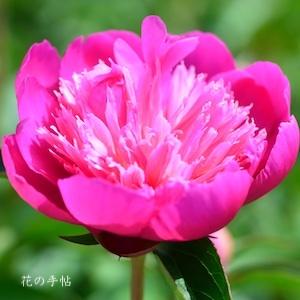 シャクヤク　テンシ（天施）｜花の手帖の芍薬図鑑