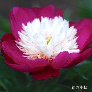 シャクヤク　ビロードクィーン（Velvet Queen）｜花の手帖の芍薬図鑑