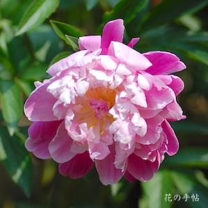 シャクヤク　ヤエハクビ（八重白眉）｜花の手帖の芍薬図鑑