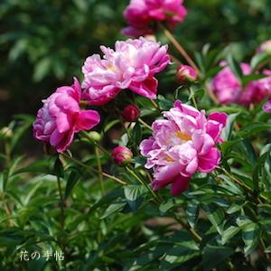 シャクヤク　ヤエハクビ（八重白眉）｜花の手帖の芍薬図鑑