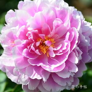 シャクヤク　ヤマトザクラ（大和桜）｜花の手帖の芍薬図鑑