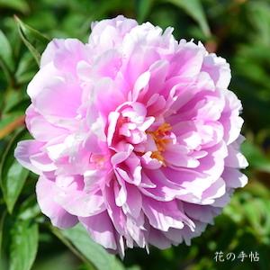 シャクヤク　ヤマトザクラ（大和桜）｜花の手帖の芍薬図鑑