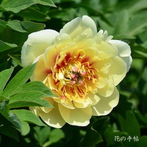 シャクヤク　イエロー ドリーム｜花の手帖の芍薬図鑑