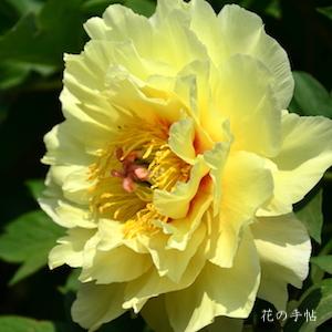 シャクヤク　イエロー エンペラー｜花の手帖の芍薬図鑑