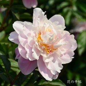 シャクヤク　ユウコウ（幽香）｜花の手帖の芍薬図鑑