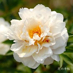 シャクヤク　ゼツミョウ（絶妙）｜花の手帖の芍薬図鑑