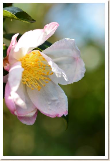 サザンカ　アケユクソラ