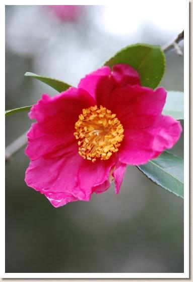 サザンカ　アサヒノウミ（旭の海）