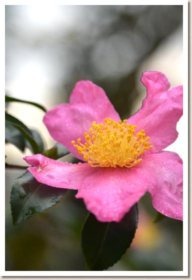 サザンカ　ベニヅル（紅鶴）