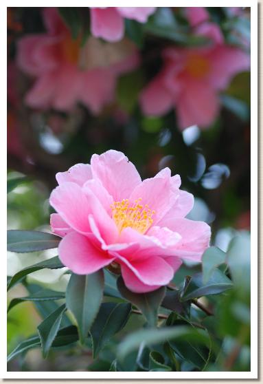 サザンカ　エガオ（笑顔）