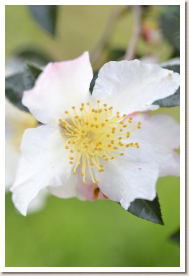 サザンカ　フェンビャンメイ（粉辺梅）