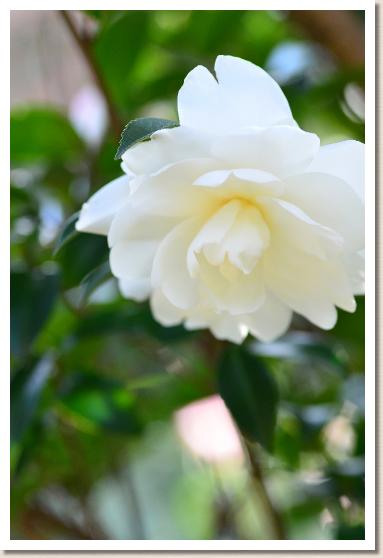 サザンカ　フジノユキ（不二の雪）