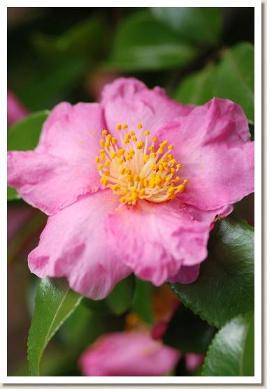 サザンカ　ハナダイジン（花大臣）