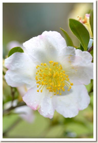 サザンカ　ハナノユキ