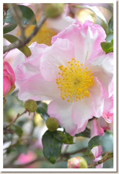 サザンカ　ハルサメニシキ（春雨錦）