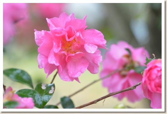 サザンカ　ハヤザキベニゴロモ（早咲紅衣）