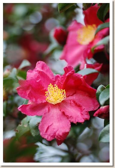 サザンカ　ヒゴイリヒノウミ（肥後入日の海）