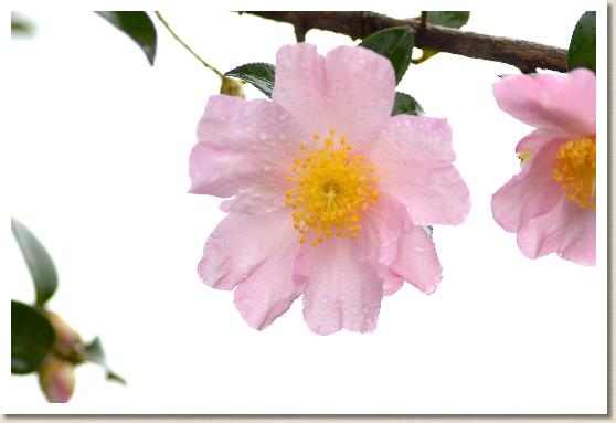 サザンカ　ヒゴザクラ（肥後桜）